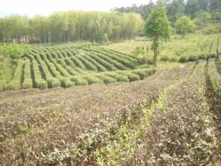 Tea Farm China