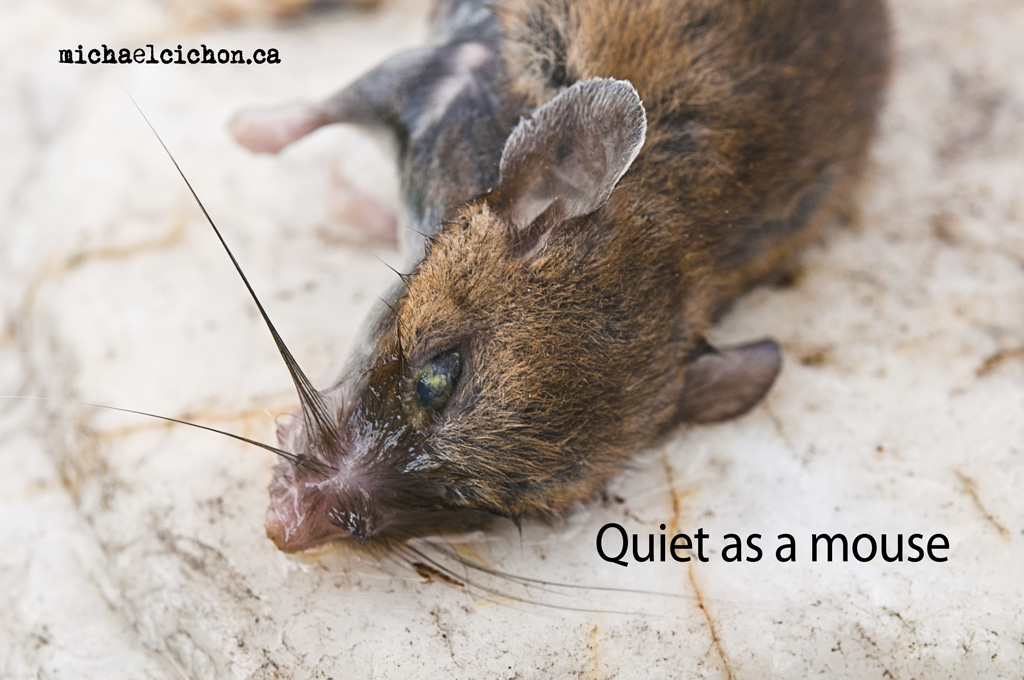 As quiet as a mouse. Quiet Mouse. As a Mouse. As Meek as a Mouse.